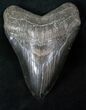 Megalodon Tooth - Medway Sound, Georgia #12825-2